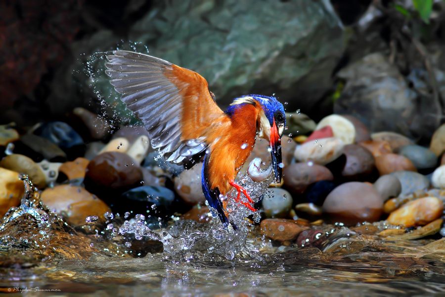 Рыбалка голубого зимородка