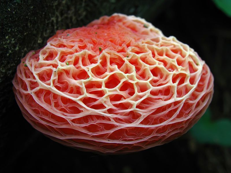 Цветная феерия грибов