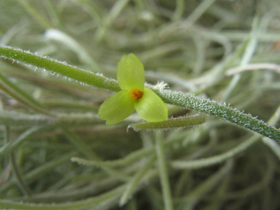Тилландсия уснеевидная (лат. Tillandsia usneoides)
