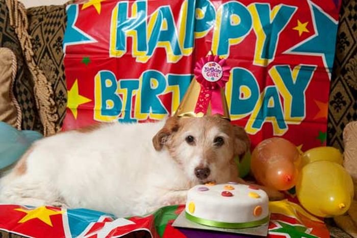 На дня собака отпраздновала свой 22-й день рождения