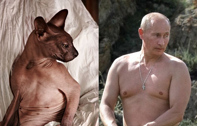 Foreign Policy подобрал Путину двойников среди лысых кошек