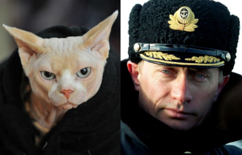 Foreign Policy подобрал Путину двойников среди лысых кошек
