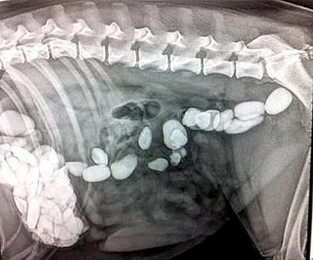 Рентген показал, что в желудке у собаки огромное число камней