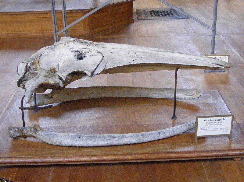 Карликовый кит (лат. Caperea marginata)