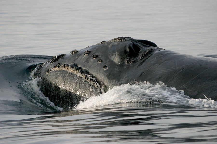 Японский гладкий кит (лат. Eubalaena japonica)