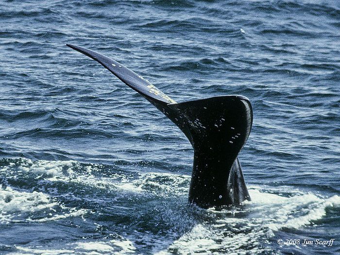 Японский гладкий кит (лат. Eubalaena japonica)
