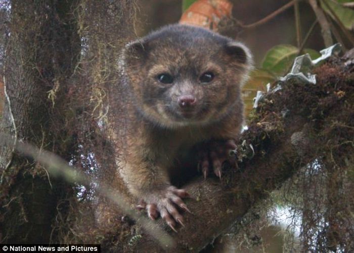 Открыт новый вид хищного млекопитающего - котомедведь олингито