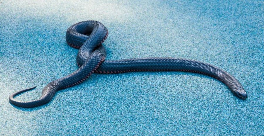 Чёрная змея (лат. Pseudechis porphyriacus), или чёрная ехидна