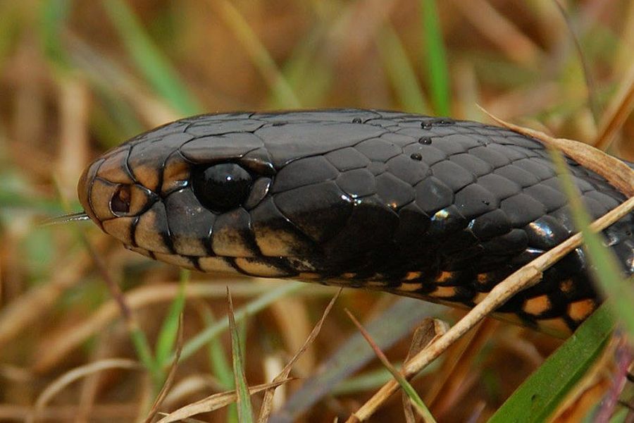 Чёрная змея (лат. Pseudechis porphyriacus), или чёрная ехидна