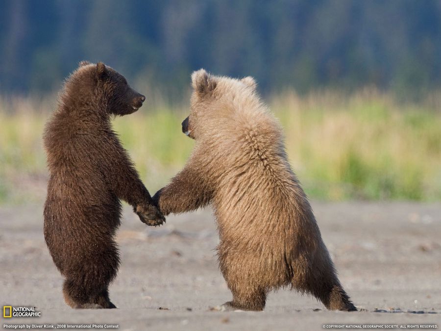 Интересные факты о бурых медведях