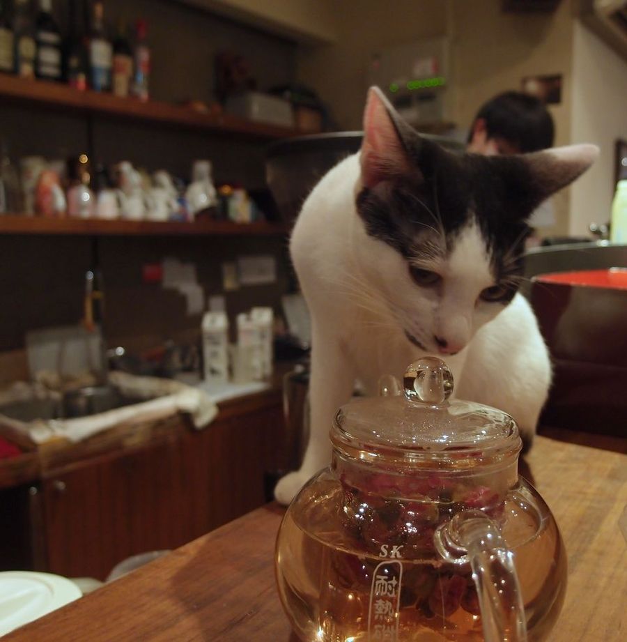 Кафе с кошками в разных странах мира