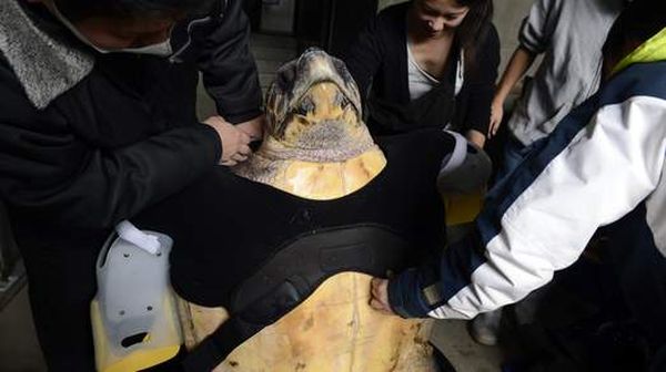 Животному надели специальный жилет, к которому крепятся искусственные конечности (фото: japandailypress.com)