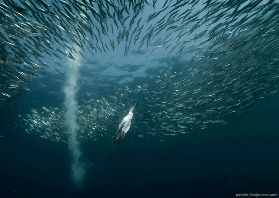 Подводная охота олуш