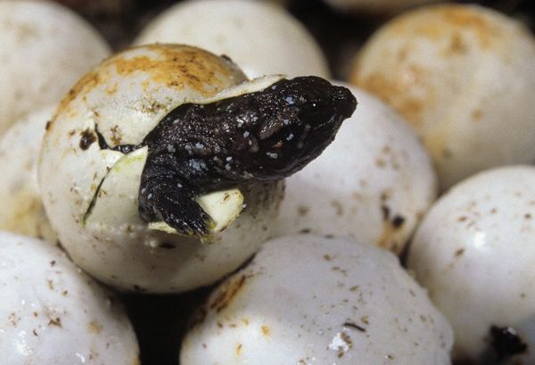 Замедляя развитие яиц, черепахи пытаются дождаться самого удачного времени для появления потомства.