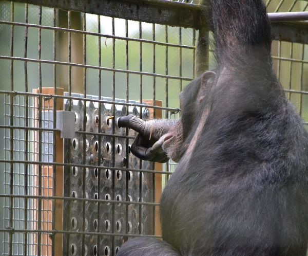 Шимпанзе в процессе решения головоломки-лабиринта (Фото Zoological Society of London).