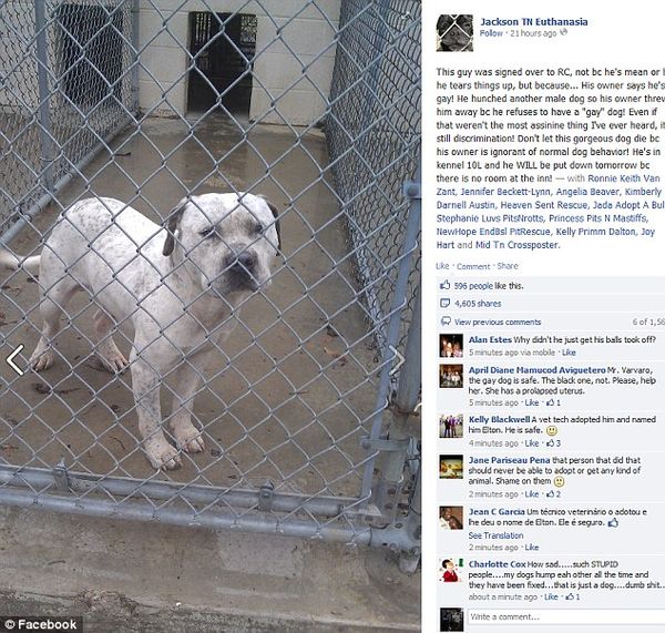 Пес, которого назвали Элтон, спасся от смерти в приюте благодаря защитникам животных (фото: facebook)