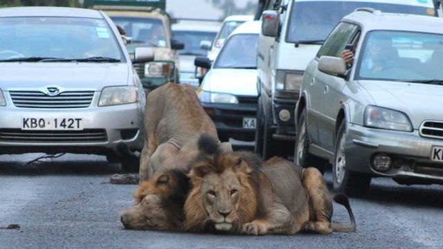 Львы в кенийском заповеднике заблокировали дорогу