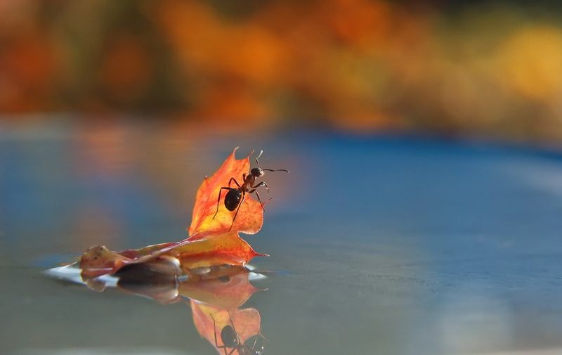 Сказка о муравьях фотографа Вячеслава Мищенко