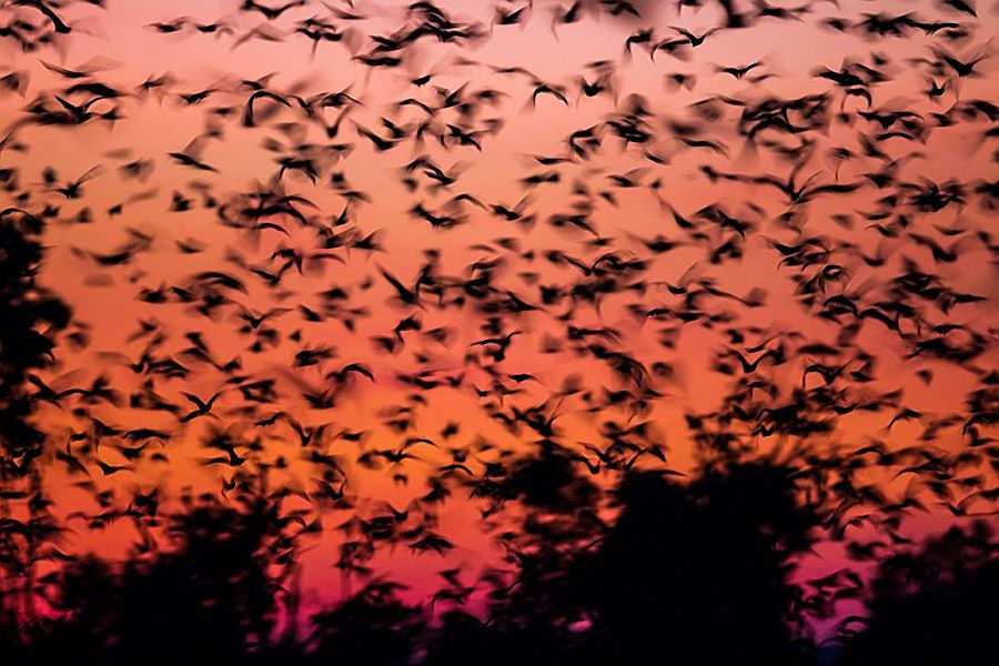 Сезонная миграция летучих мышей в Замбии