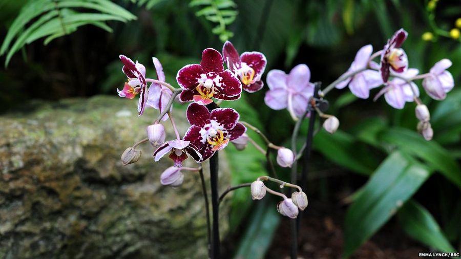 Орхидеи в Королевских ботанических садах Кью в Лондоне
