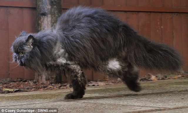Травмы не помешали коту вновь научиться ходить и даже бегать (фото: dailymail.co.uk)