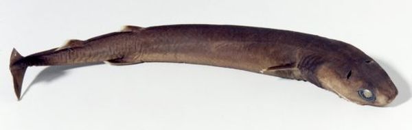 Бразильская акула (лат. Isistius Brasiliensis)