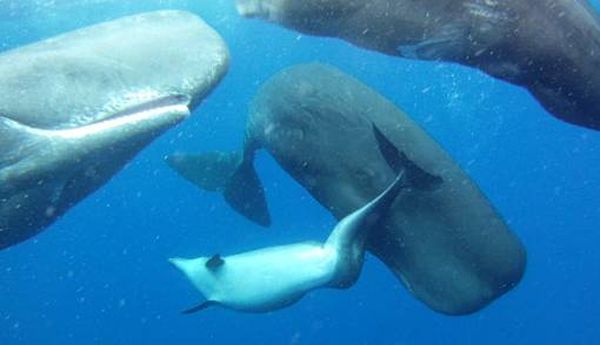 Дельфин-инвалид подружился с кашалотами