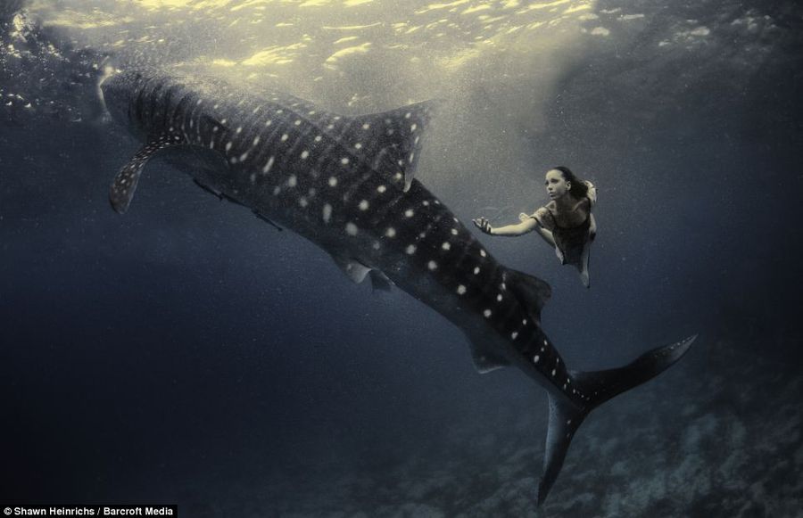 Необычная фотосессия с китовыми акулами