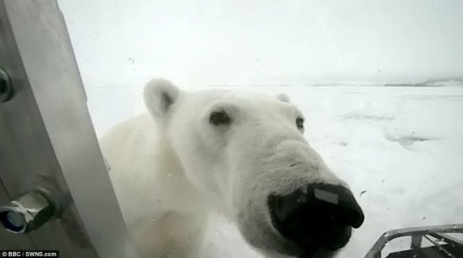 Шотландский эксперт провел 45 минут рядом с полярным хищником