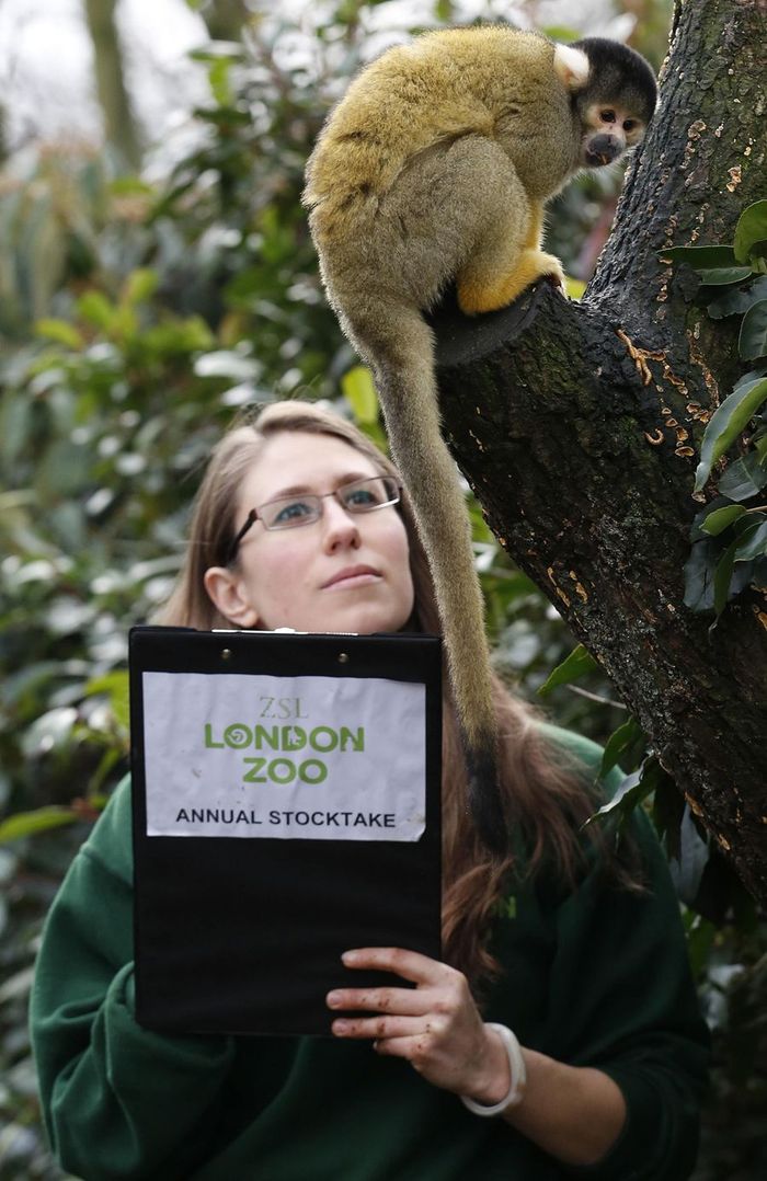 Перепись животных 2013 в Лондонском зоопарке 