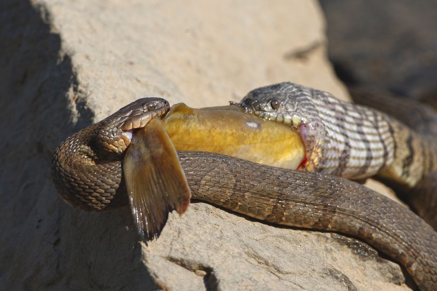 Голодные змеи не смогли поделить поровну сытную добычу