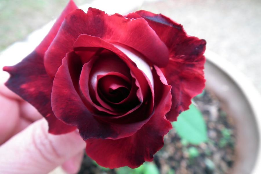 Чайно-гибридная роза сорта Osiria