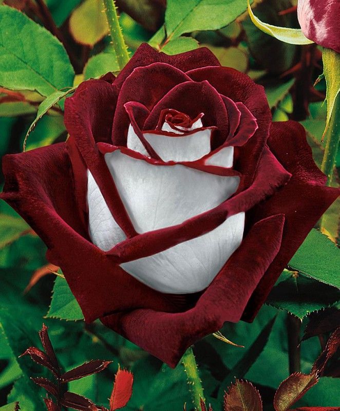 Чайно-гибридная роза сорта Osiria