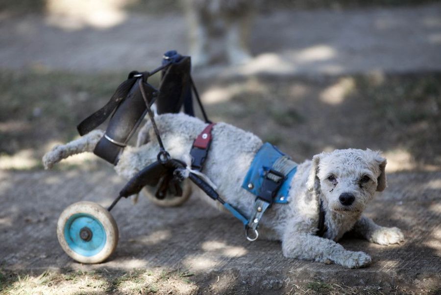 Приют для собак-инвалидов в Мехико