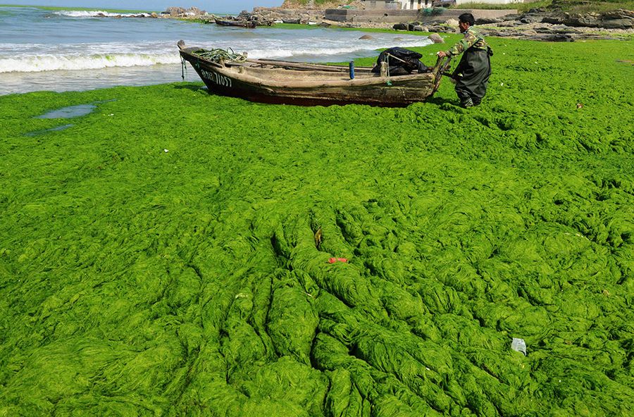 Зеленые водоросли заполонили восточное побережье Китая