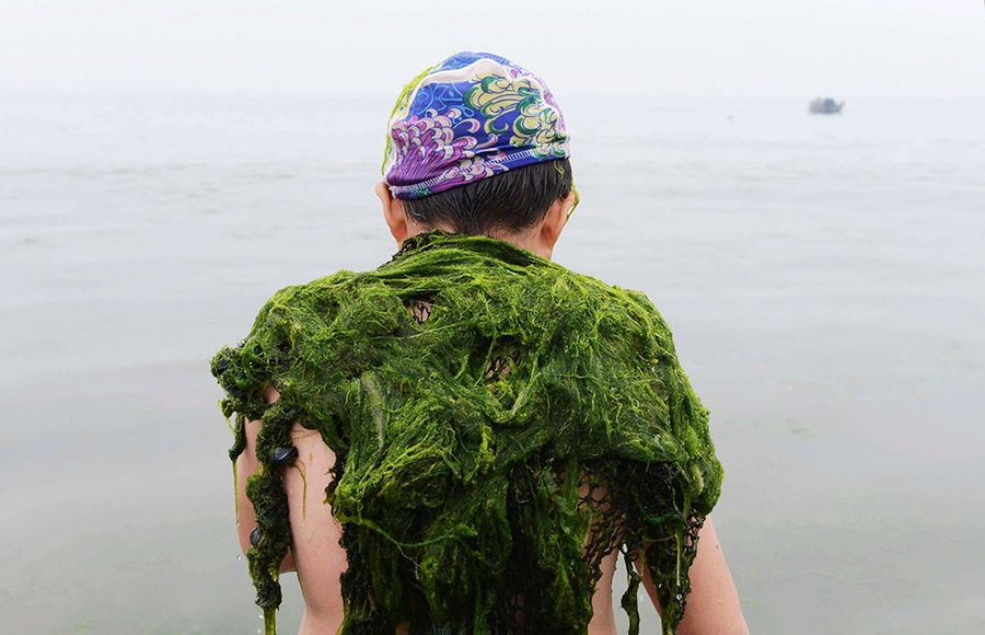 Зеленые водоросли заполонили восточное побережье Китая