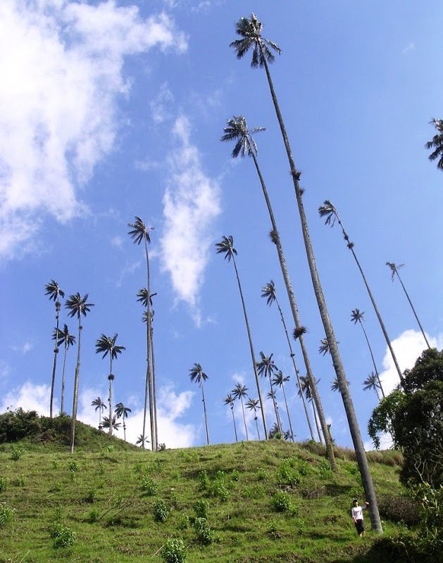 Целоксилон Андийский - самая высокая пальма в мире