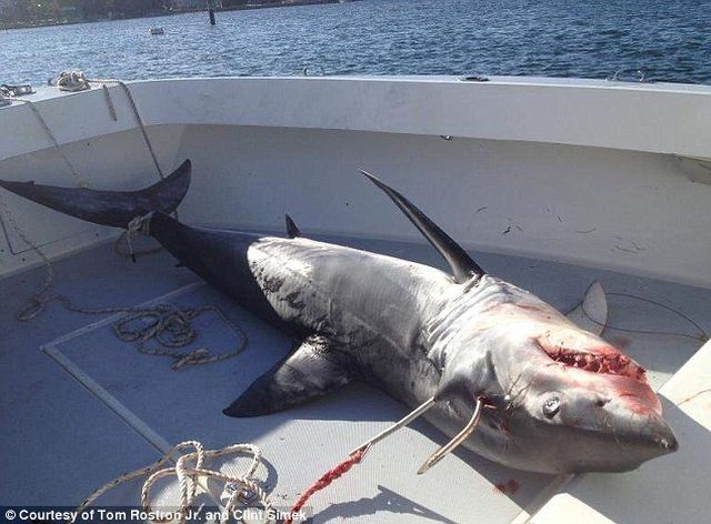 Акула сама запрыгнула в лодку к рыбакам у берегов США (фото: usatoday.com)
