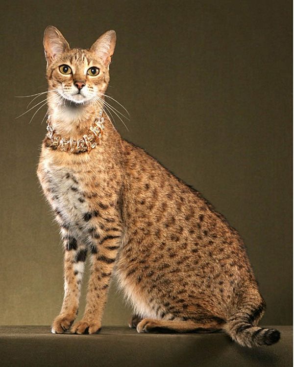 Саванна - самая дорогая порода кошек в мире. фото