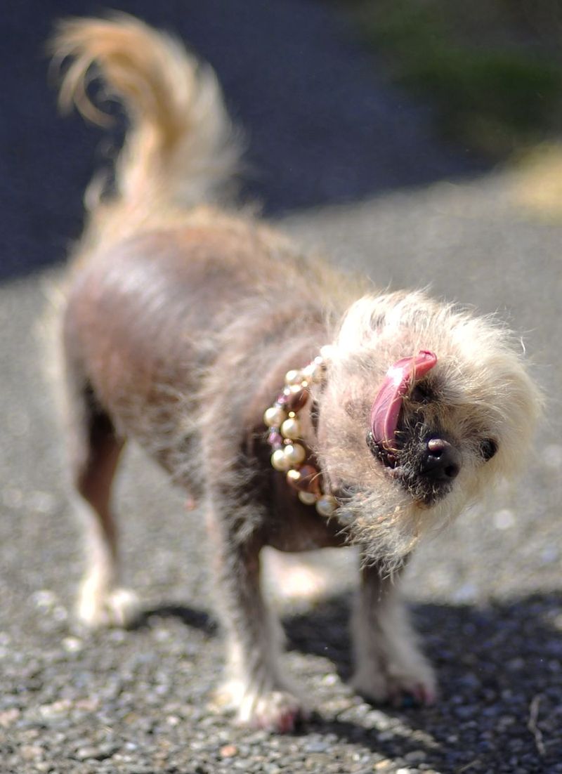 Гибрид бигля, боксера и бассета победил в конкурсе на самую уродливую собаку
