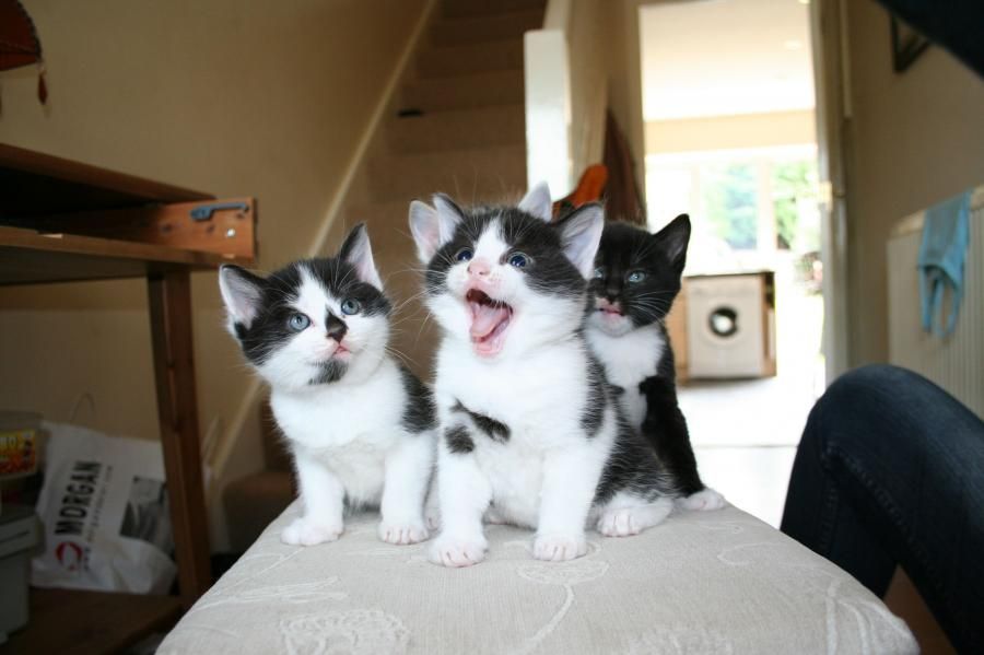 Смешные и милые кошки