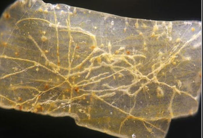 Крупинки песка под микроскопом