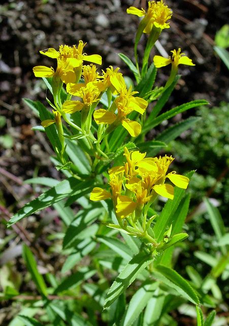  Artemisia dracunculus