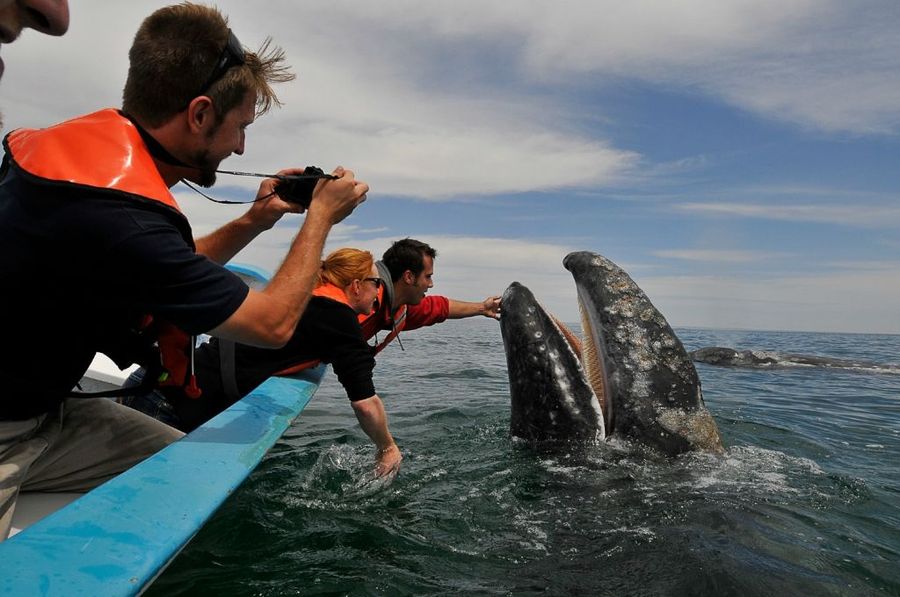 Незабываемая встреча с китами