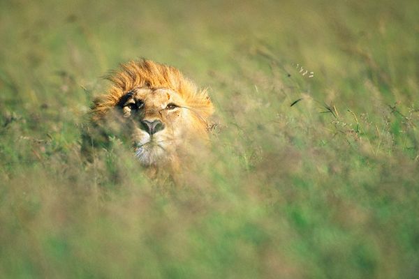 Чтобы успешно охотиться, льву нужна высокая трава.