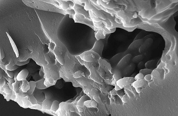 Перо восточной сиалии, пережившее искусственную фоссилизацию, под микроскопом (изображение авторов работы).
