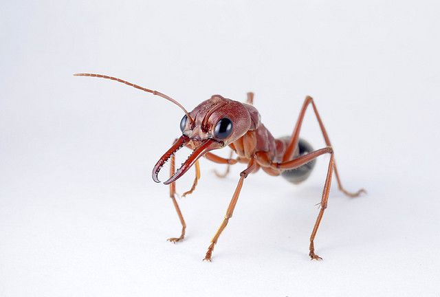 Красный муравей-бульдог (лат. Myrmecia gulosa)