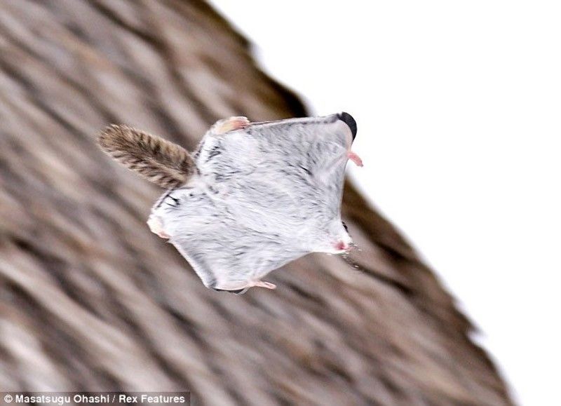 Японская летяга, или малая летяга (лат. Pteromys momonga)