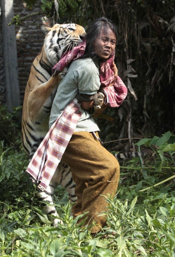 Бенгальский тигр ведет себя словно домашний пес