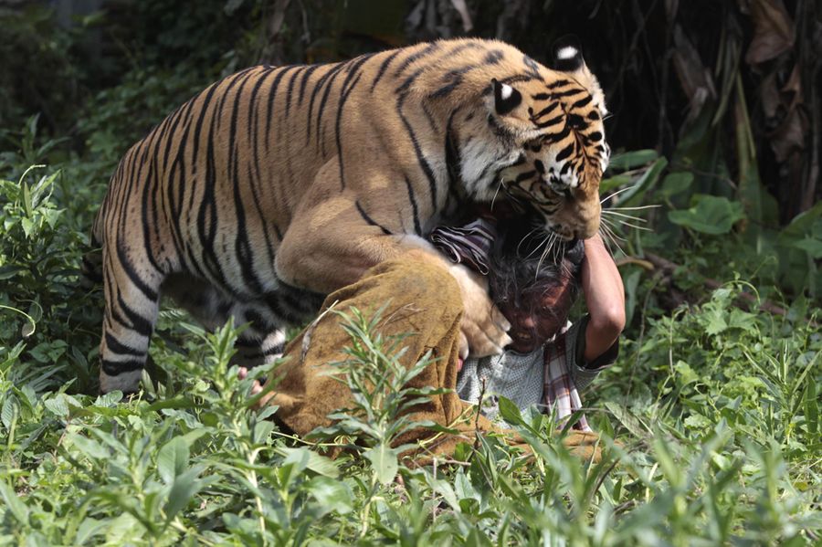 Бенгальский тигр ведет себя словно домашний пес